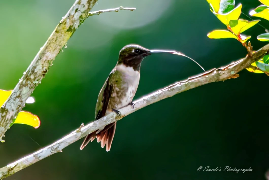 "The image depicts a striking ruby-throated hummingbird perched elegantly on a branch. Captured in a flawless side profile, the hummingbird's long, slender beak is prominently displayed. Its plumage glistens with an enchanting blend of green, brown, and white hues, enhanced by an iridescent shimmer. The background remains softly blurred in varying shades of green, making the bird stand out even more vibrantly. A notable detail in the image is the hummingbird’s tongue, which arches gracefully from the end of its beak down to the branch, catching the light brilliantly. The branch itself is decorated with lichen and accompanied by a few lush green leaves, adding to the natural charm of the scene. The photograph is credited to "© Swede's Photographs" in the lower right corner." - Copilot