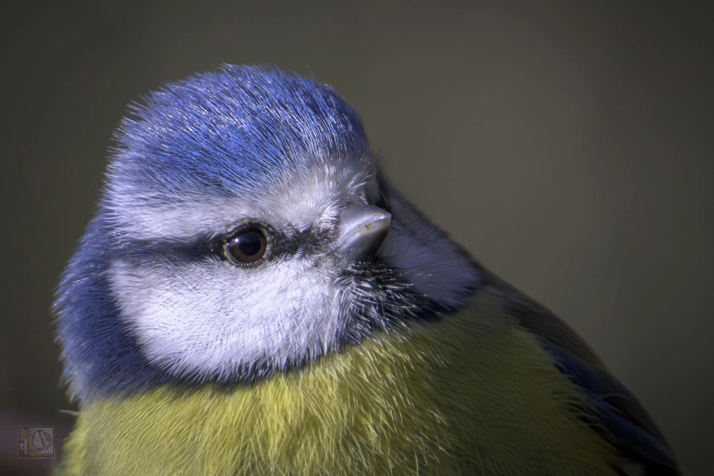 A blue, white, yellow and black woodland bird