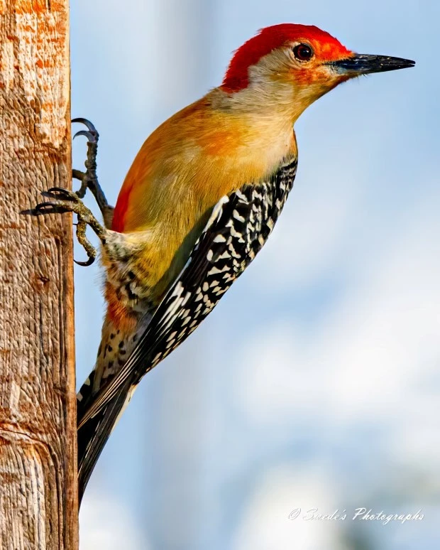 "The image showcases a stunning red-bellied woodpecker clinging to the side of a wood post. The bird stands out with its vibrant red cap and nape, combined with a light orange and yellowish body. Its wings and tail display a striking black and white barred pattern, while its sharp beak and strong claws emphasize its wood-pecking prowess. The blurred background beautifully highlights the woodpecker as the main focus. The vibrant colors and intricate details of the bird make this image captivating." - Copilot with edits