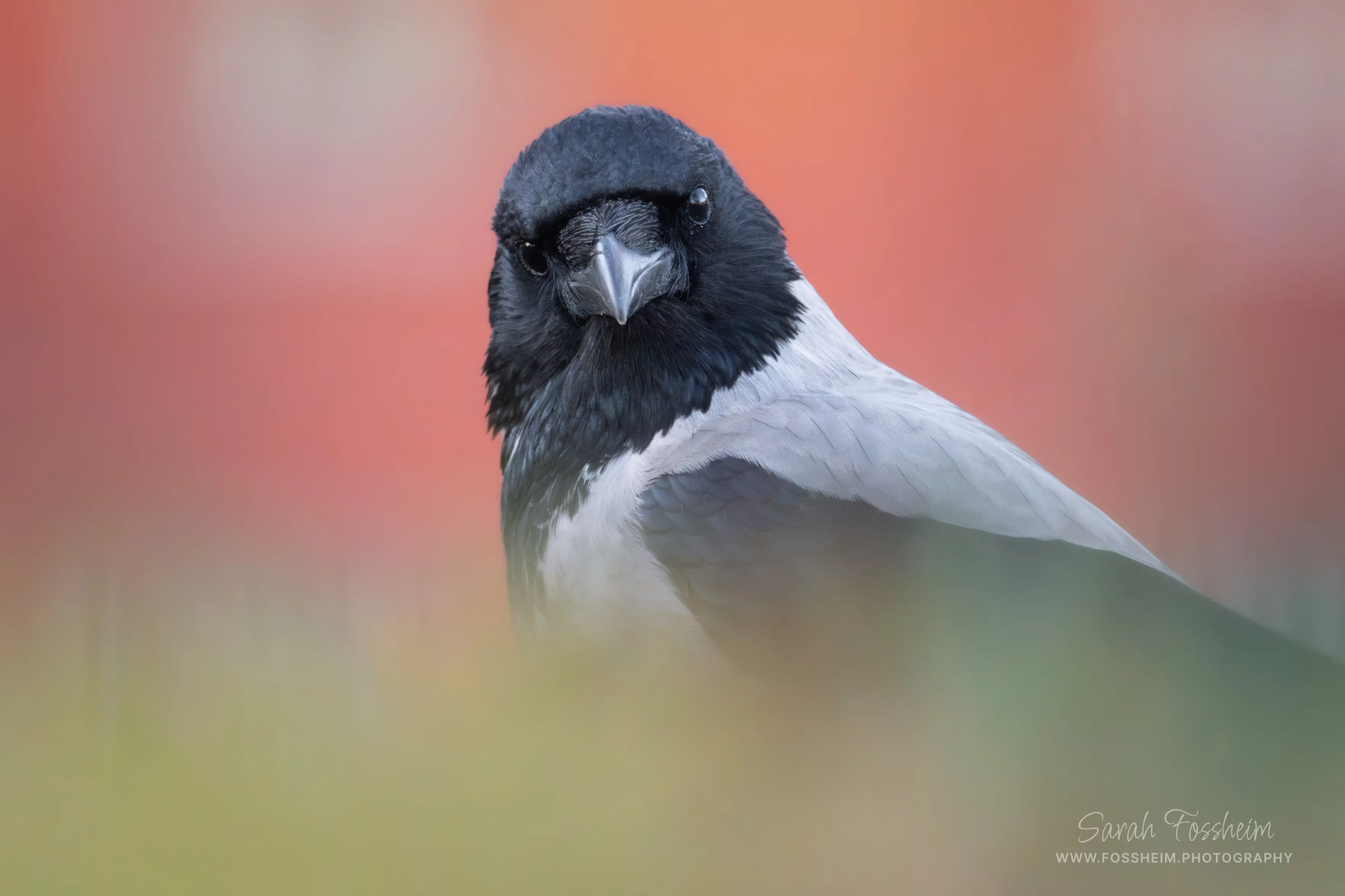 Portrait of a hooded crow sitting in green grass, in front of a red building. The crow has a grey body and black wings and head, and is looking straight at the camera. The foreground is out of focus grass, the background a red out of focus building. The crow is in focus.