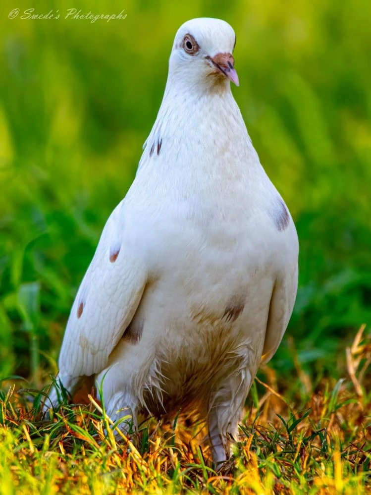 "This image captures a striking close-up of a white pigeon standing on grass. The pigeon has a few dark spots on its wings and body. The blurred green background likely indicates a grassy or leafy area, bringing all the focus to the bird. The pigeon looks slightly to the side, and the detailed photograph highlights its feathers and the texture of its plumage, making it a captivating portrait." - Copilot