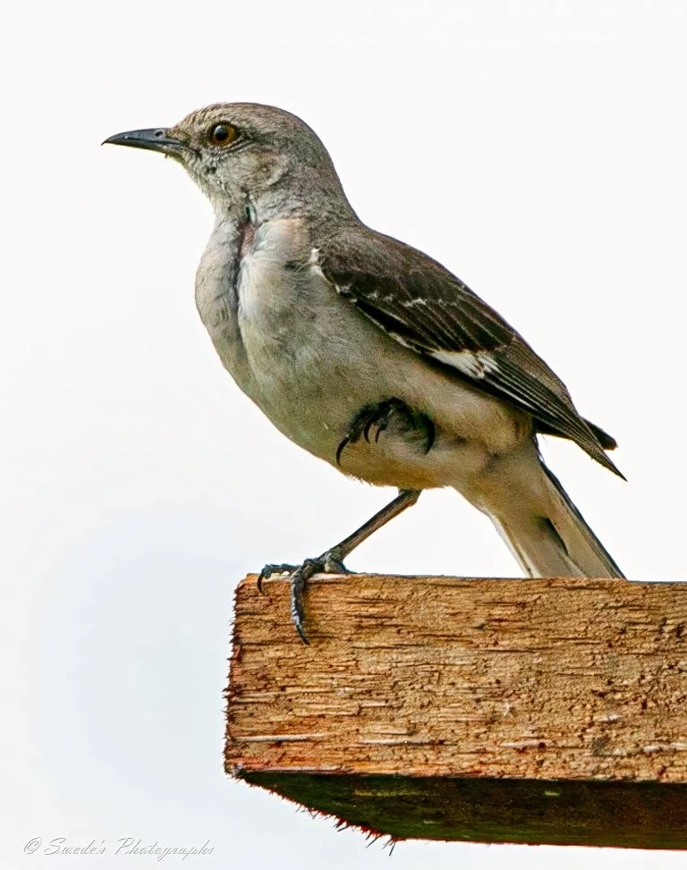 "The image shows a northern mockingbird perched on the edge of a wooden plank. The bird has a grayish-brown body with a lighter underbelly and darker wings. Its beak is slightly curved, and it has a sharp, alert expression. The background is a plain, light color, which makes the bird stand out prominently. The texture of the wooden plank is rough and weathered, adding a rustic element to the image. This image is interesting because it captures the detailed features of the northern mockingbird, a bird known for its ability to mimic the songs of other birds." - Copilot