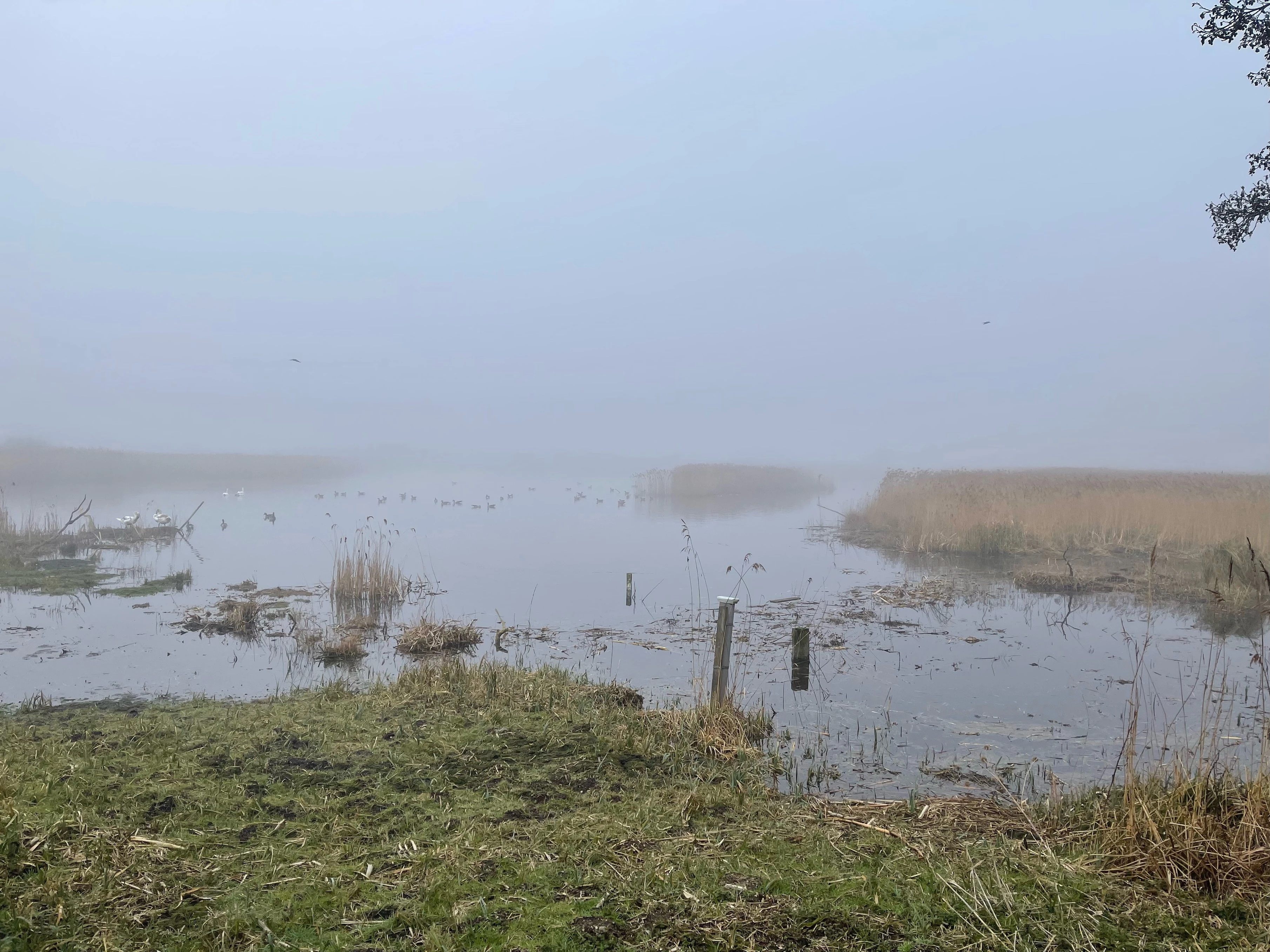 A photo of the view from the reception hide at RSPB Stumpshaw this morning. A thick fog was laying over the fen.