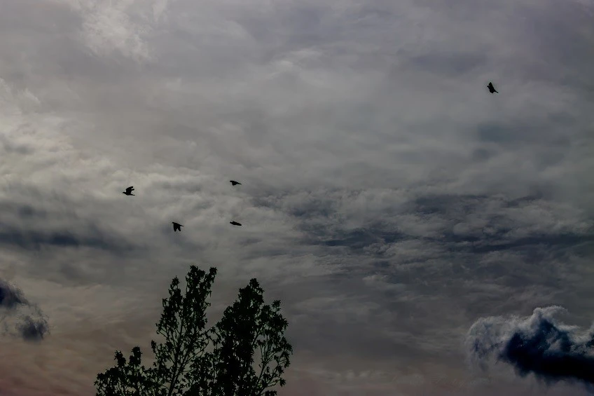 The image shows a cloudy sky with a few birds flying. There are five birds visible, scattered across the sky. The clouds are dense and cover most of the sky, giving it a moody and overcast appearance. In the lower part of the image, there is a silhouette of a tree with leaves, which adds contrast to the scene. The overall atmosphere of the image is serene and somewhat dramatic due to the cloud formations and the presence of the birds in flight.