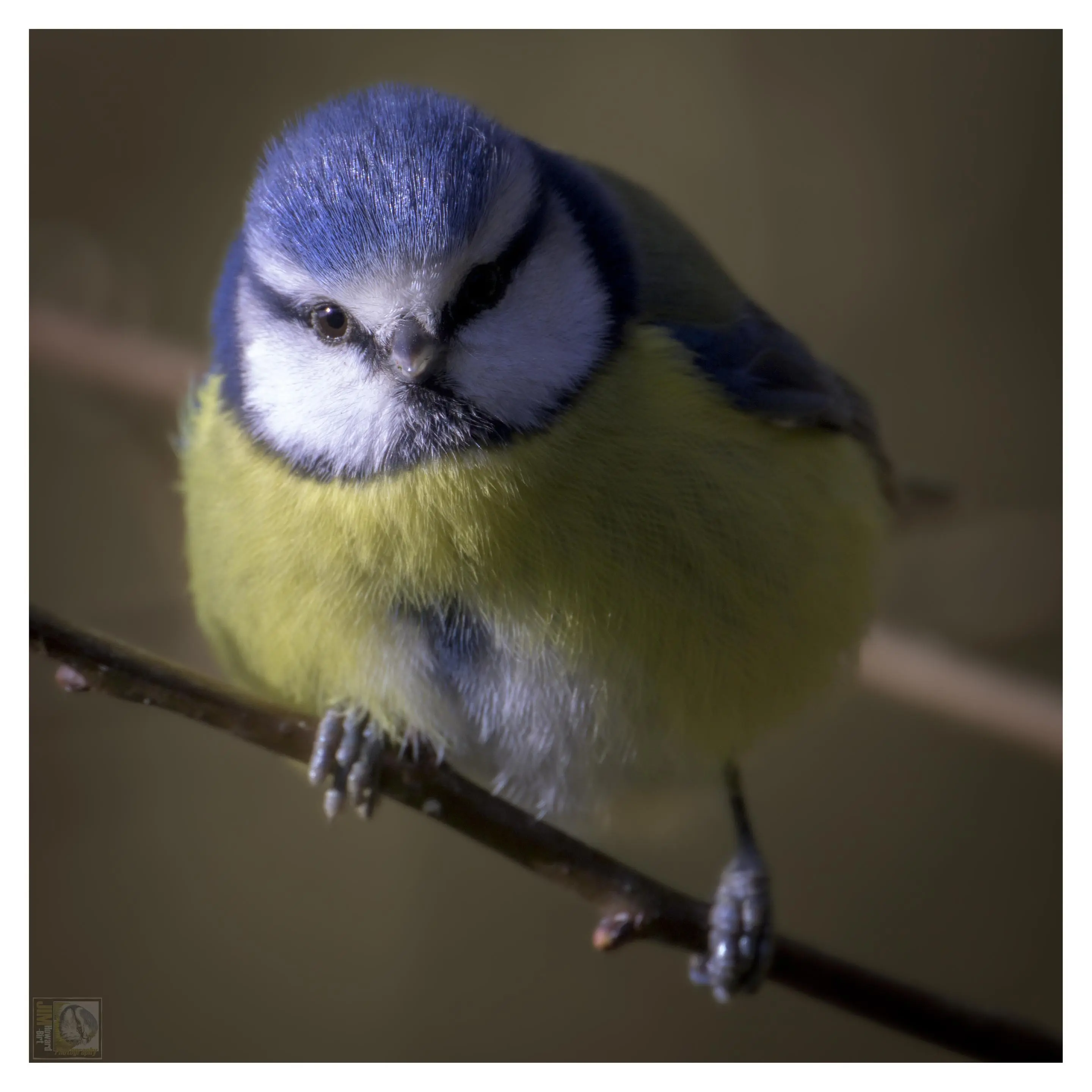 A small and colourful woodland bird perched on a branch