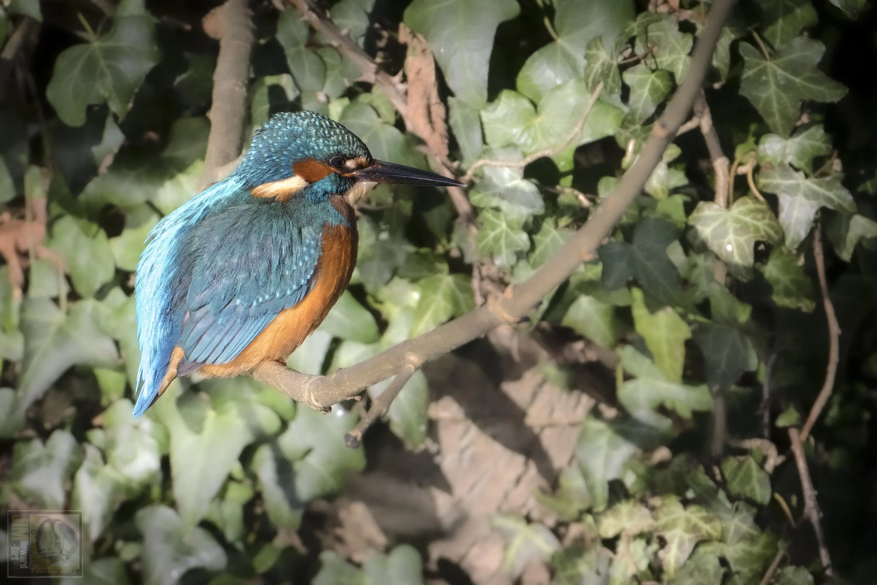 a blue and orange bird