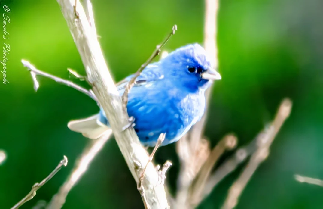 "This image shows a vibrant blue bird, specifically an Indigo Bunting, perched on a branch. The bird's striking blue plumage stands out against a blurred green background, creating a beautiful contrast. The image is interesting and relevant due to the bird's vivid coloration and the sharp focus on the bird itself, highlighting its features in detail. The text "© Swede's Photographs" is visible along the left side of the image, indicating the photographer's credit." - Copilot