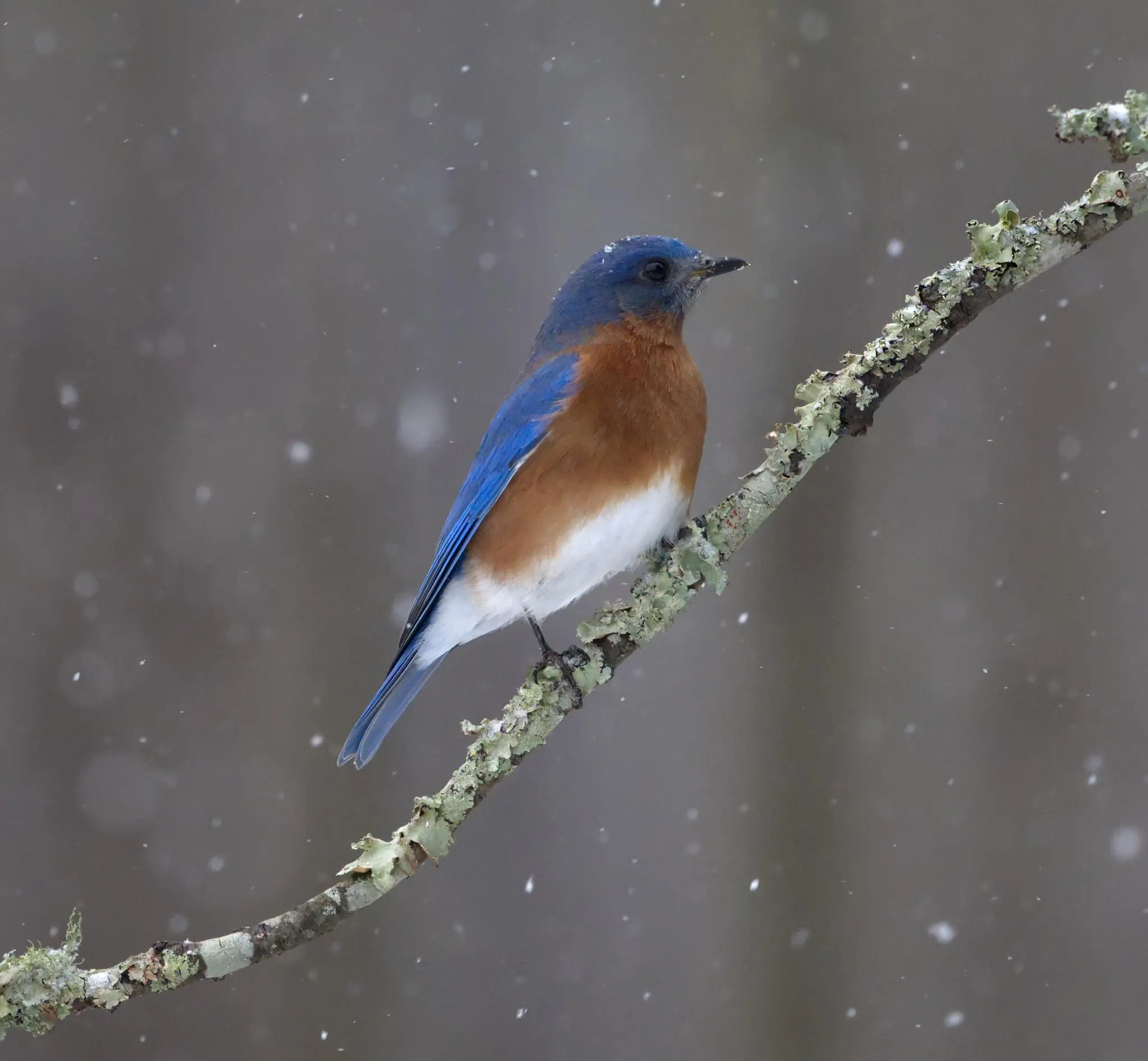 A male Eastern Bluebird with blue wings and head, red breast, and a snow white vent sits on a lichen-covered branch looking rather disappointed in life. There is a snowflake on his head and more snowflakes falling. Photo by Peachfront. Jan. 21, 2025. Southeast Louisiana (northshore New Orleans area)