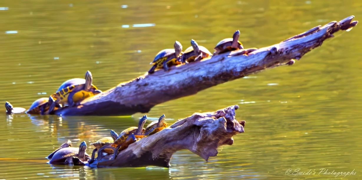 "The image features a group of 11 pond slider turtles basking on two pieces of driftwood in a calm body of water. The turtles are in various poses, some fully on the wood and others partially in the water. The scene is serene, with the water reflecting the turtles and the wood, creating a peaceful and natural setting. The image captures the behavior of pond slider turtles in their natural habitat, showcasing their tendency to bask in the sun for warmth and UV exposure." - Copilot with edits