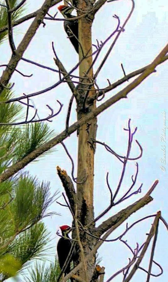 "This image shows a pair of pileated woodpeckers on a tree. The tree is mostly bare, with a few green pine needles visible on the left side. The woodpeckers are positioned on the trunk of the tree, one higher up and the other lower down. Both birds have distinctive red crests on their heads, which stand out against their black and white plumage. The scene is set against a light blue sky, making the birds and the tree the focal points of the image. It captures a rare moment of a mated pair of pileated woodpeckers together, showcasing their natural habitat and behavior." - Copilot