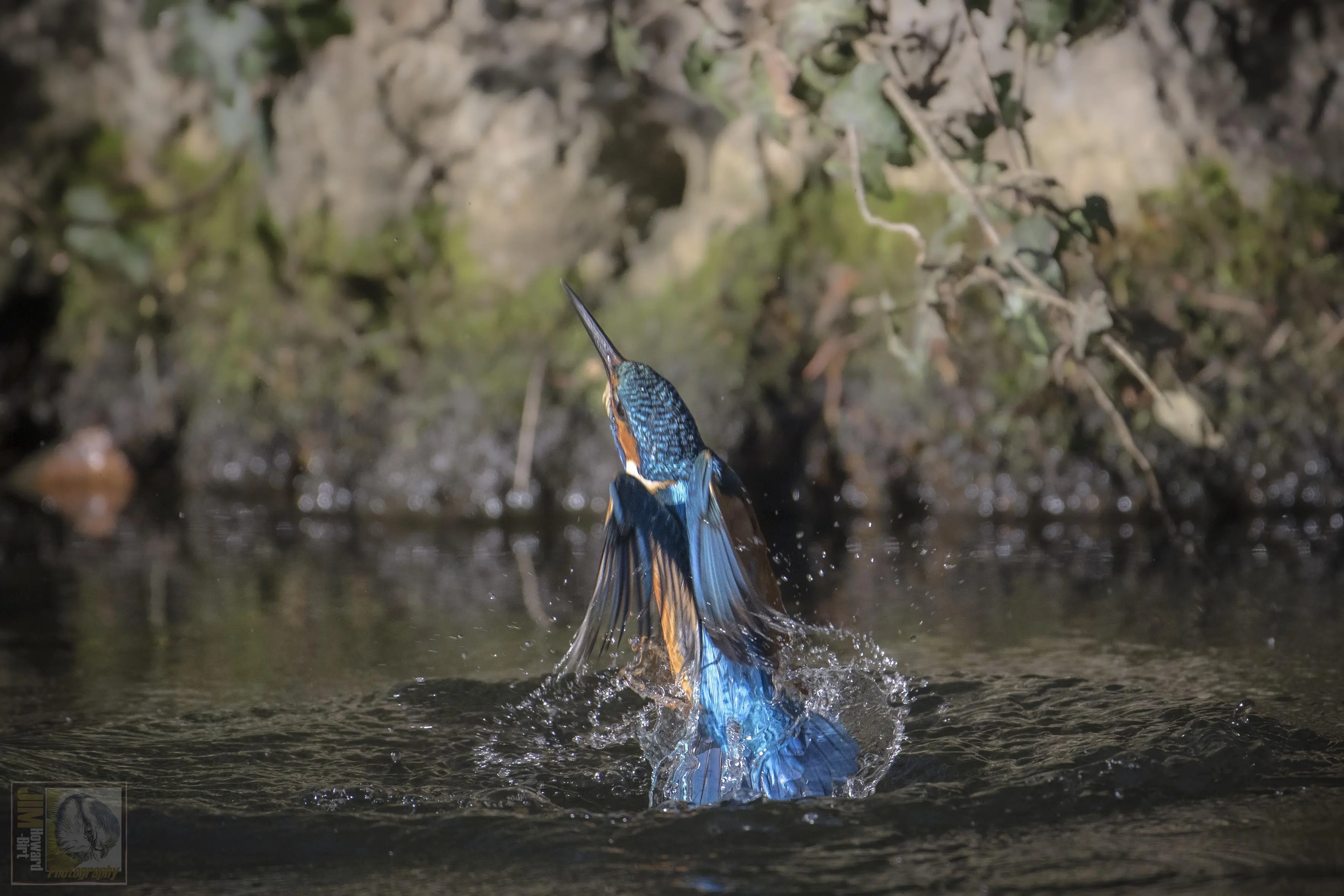 a blue and orange bird emerging from the water