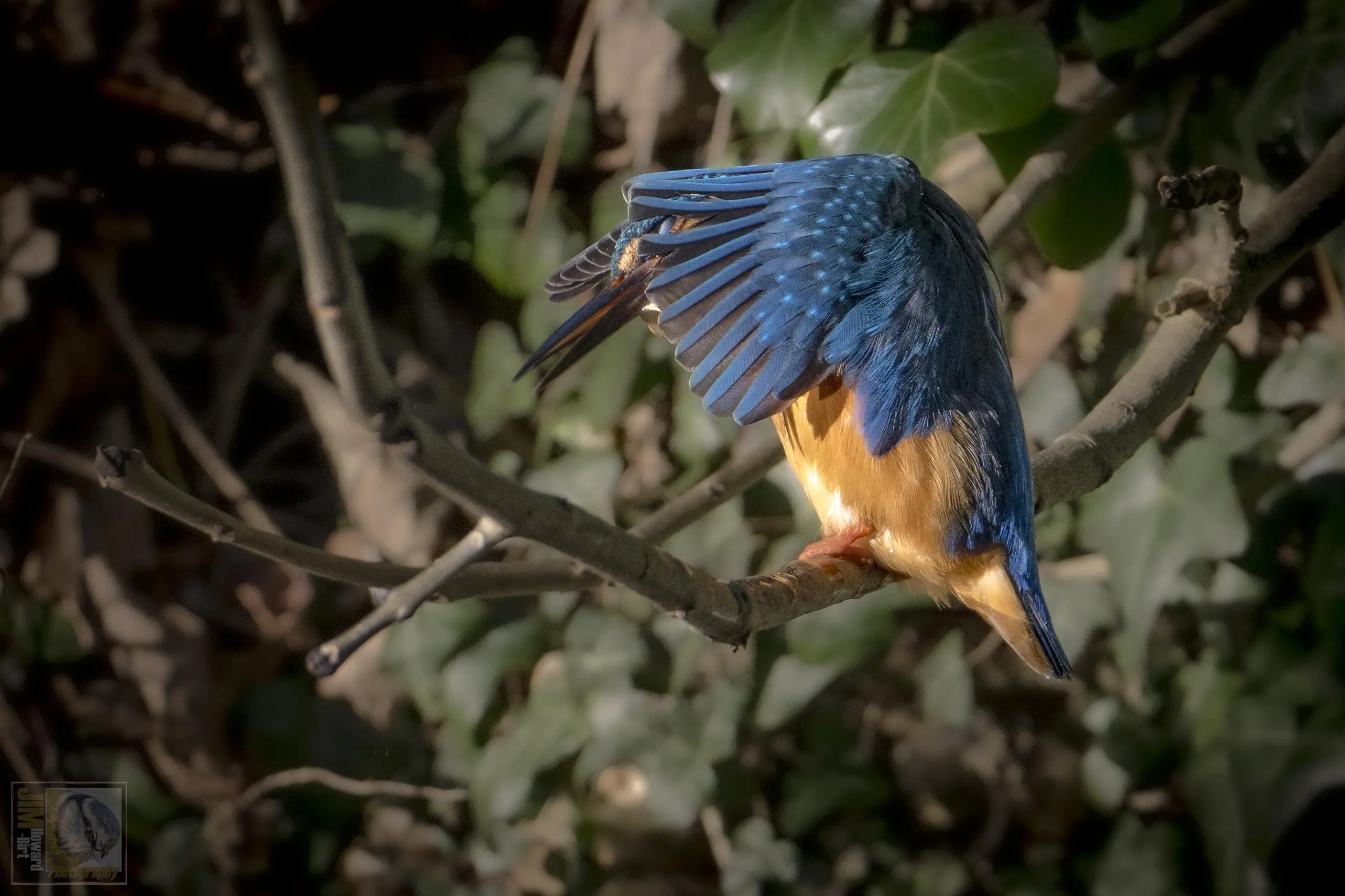 a kingfisher perched on a branch with its wings around its head like a cape