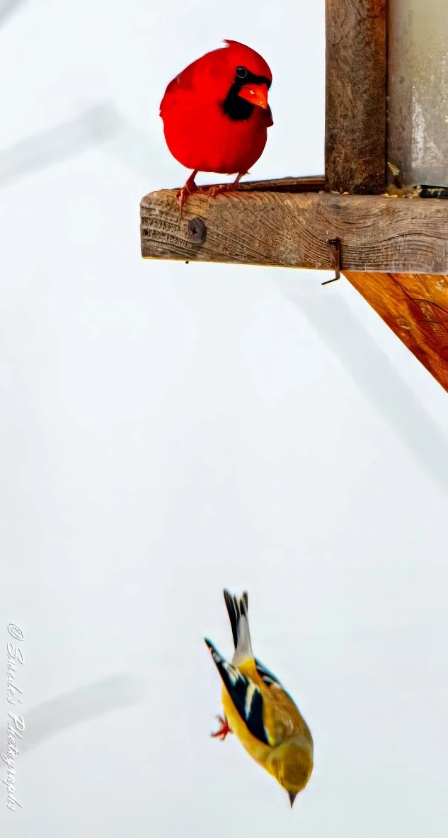 "This image captures a vibrant red cardinal perched on a wooden bird feeder; its head tilted slightly downward as it observes a goldfinch in mid-dive. The goldfinch, with its striking yellow and black feathers, is diving towards the ground with its wings tucked close to its body. The plain white background makes the colors of the birds stand out even more, highlighting their contrasting hues and dynamic actions.

It's a fascinating snapshot of bird behavior, with the poised cardinal and the energetic goldfinch creating a compelling visual contrast. Quite the spectacle in the bird world!" - Copilot