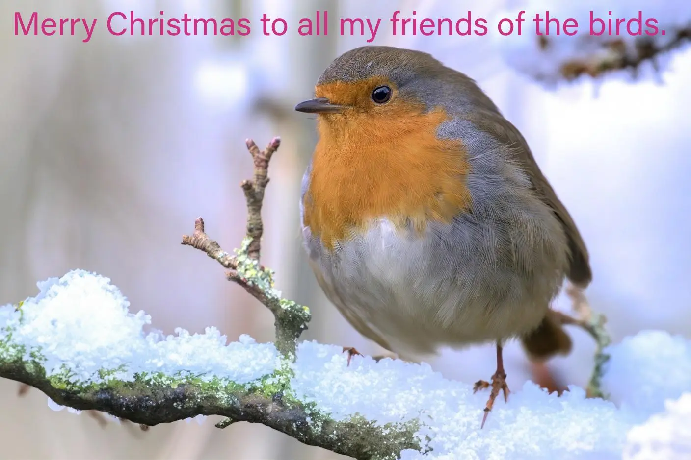 An edited version of a photo of a Robin where I have added snow to the branches to make a Christmas card style image 