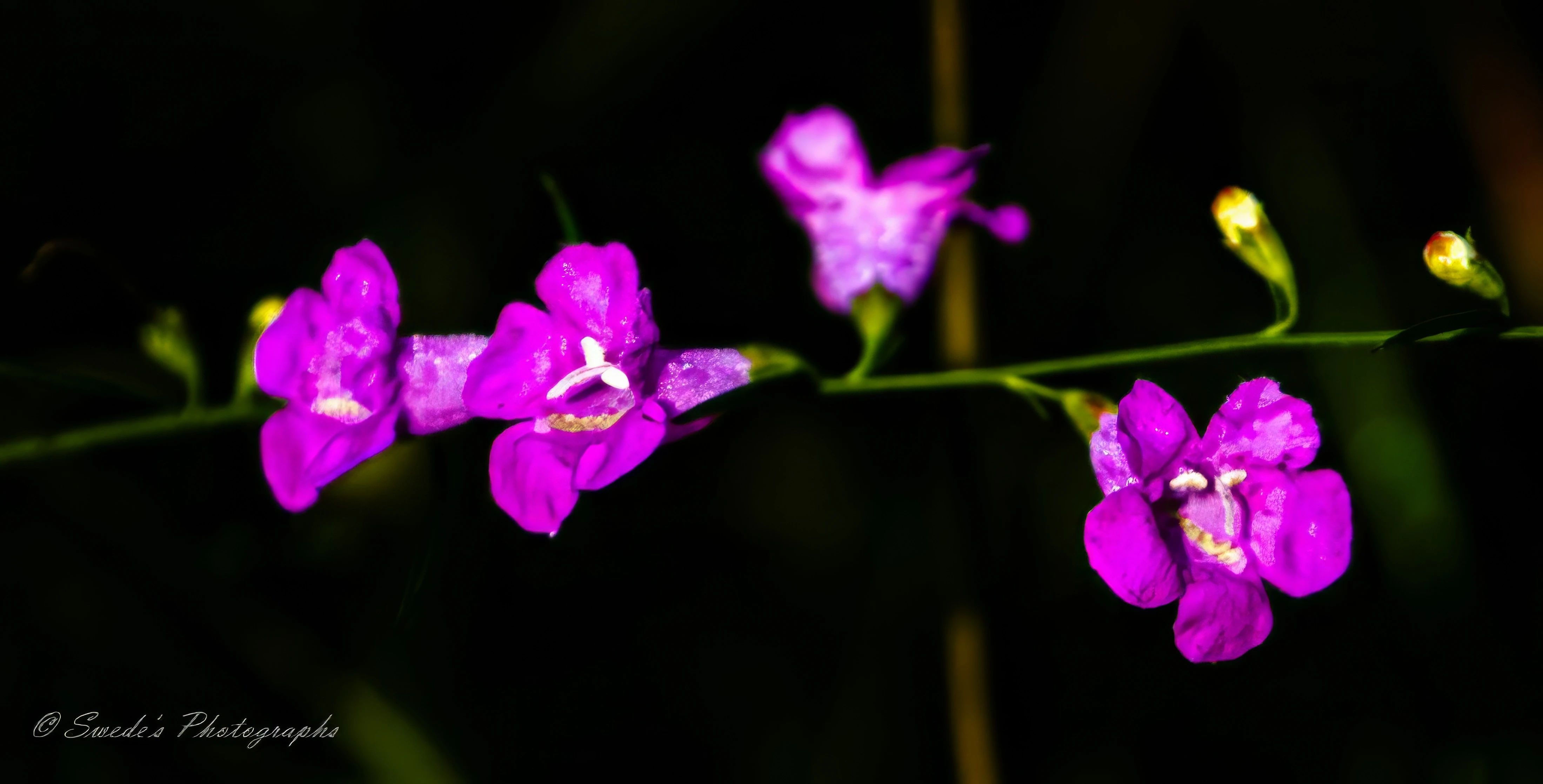 Purple False Foxglove in Bloom

"The image shows a close-up of a purple false foxglove (Agalinis purpurea) plant. The plant features a slender green stem with small, narrow leaves and several vibrant purple flowers. The flowers have five petals and are arranged along the stem, with some buds yet to bloom. The background is blurred and dark, highlighting the delicate details of the flowers and the stem." - Copilot