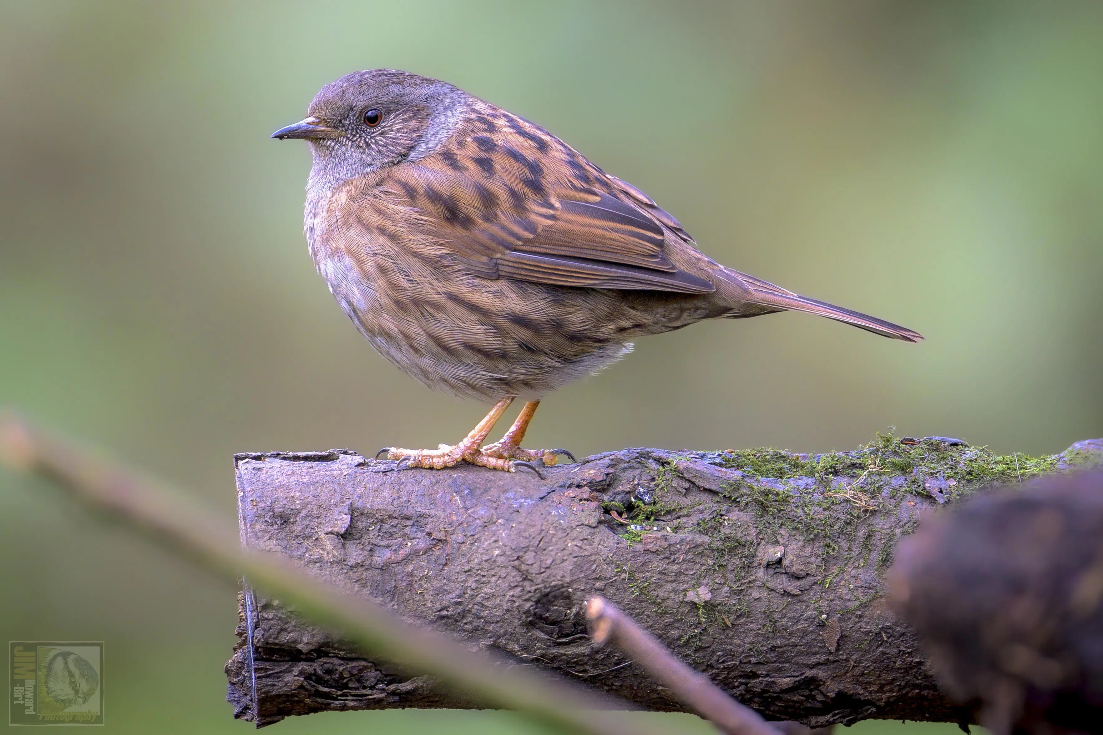 a brown and grey woodland and hedge dwelling bird