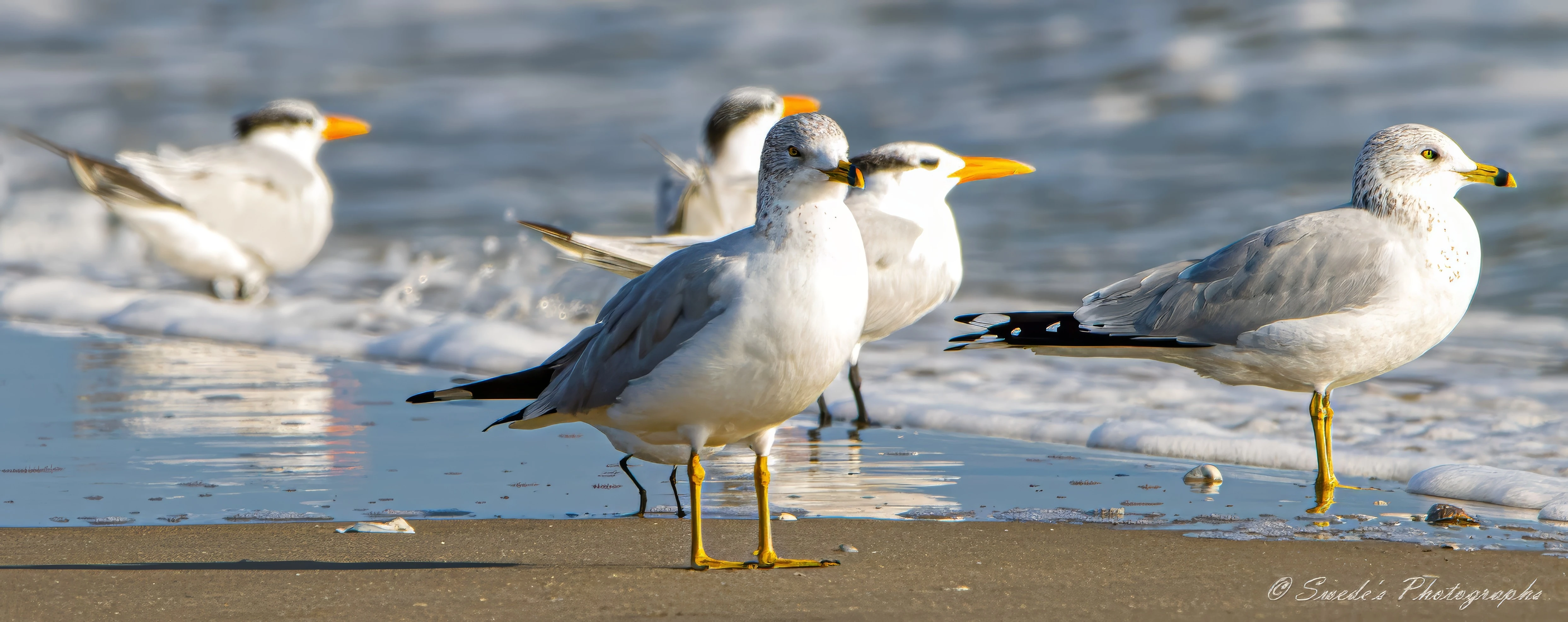 "This image shows a group of seabirds on a sandy beach near the water's edge. In the foreground, there are two ring-billed gulls, identifiable by their yellow legs and bills with a black ring near the tip. In the background, there are three royal terns, distinguishable by their orange bills and black caps on their heads. The birds are standing on the wet sand with gentle waves washing up behind them. The scene captures a peaceful moment of these birds in their natural habitat, highlighting the diversity of seabird species that can be found along coastal areas." - Copilot