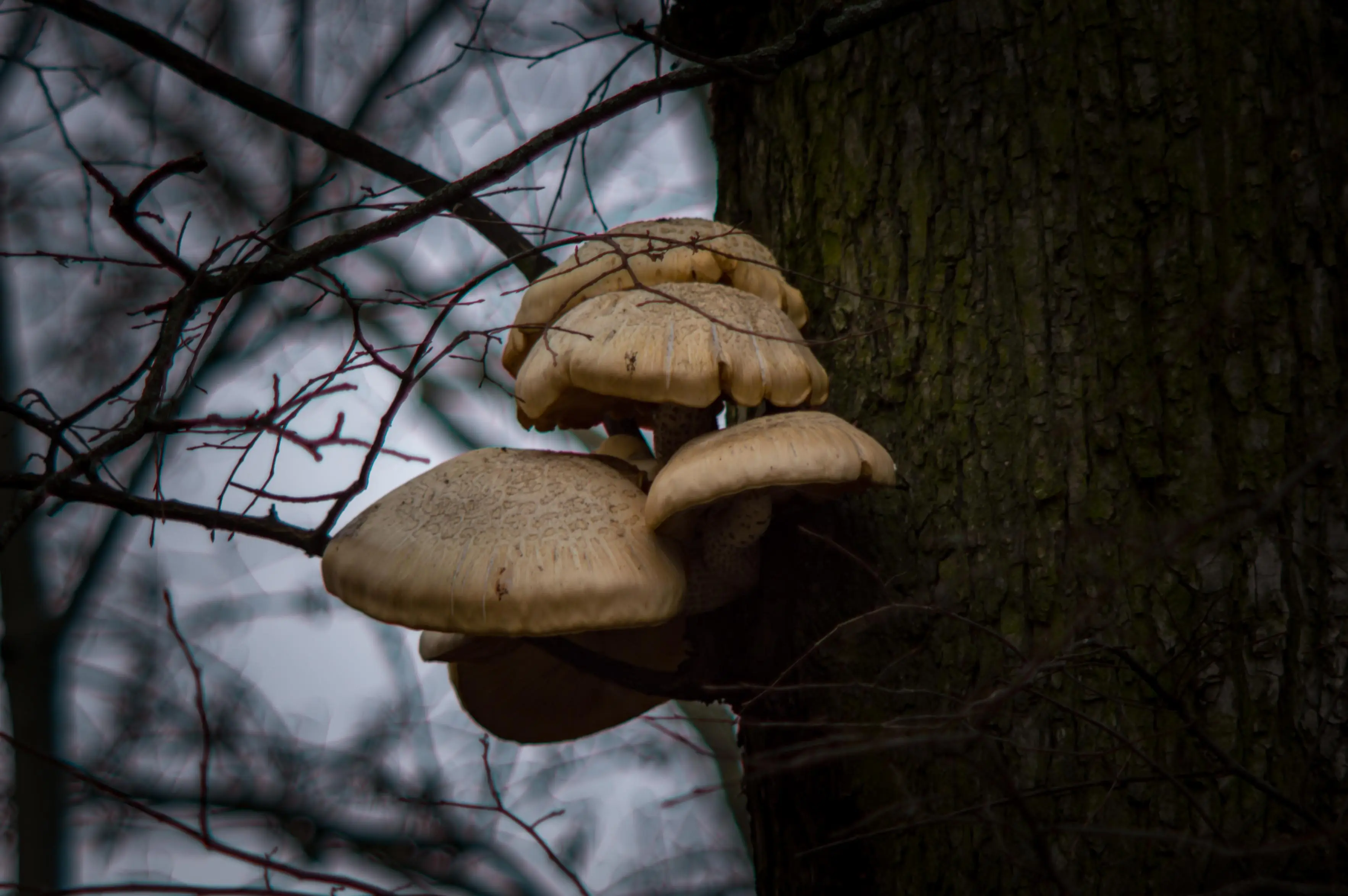 A mushroom growing on the side of the tree. There's mild bokeh effect in the background and a lot of chromatic aberrations on tree branches