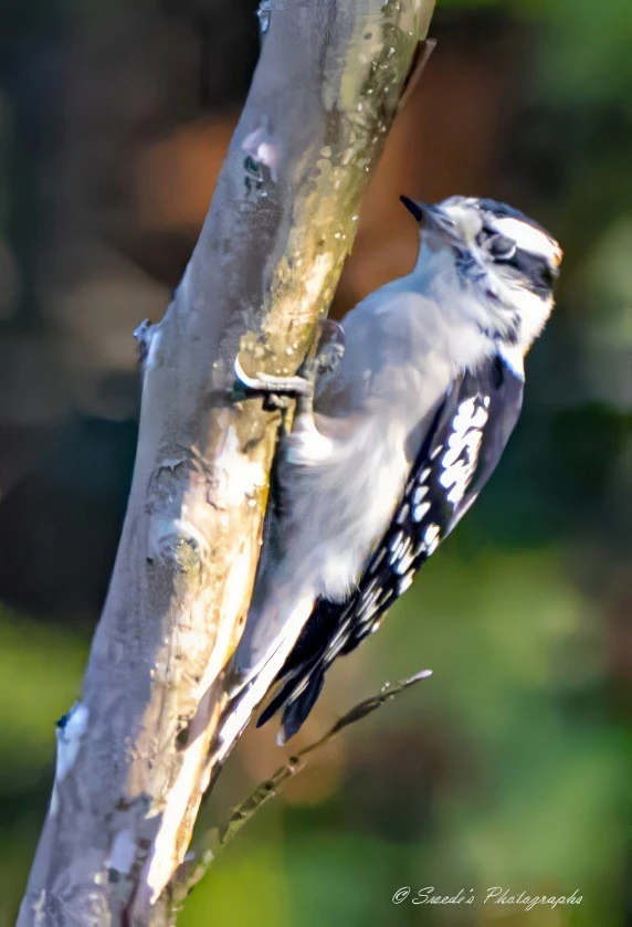 "This image showcases a downy woodpecker perched on the side of a tree trunk. The bird's distinctive black and white plumage is beautifully highlighted, with its black wings adorned with white spots and a white underside. The woodpecker's head is striking with its white and black stripes, and it features a short, pointed beak. The blurred background makes the bird, and the tree trunk stand out, capturing the woodpecker in its natural environment and showcasing its unique behavior and physical attributes." - Copilot