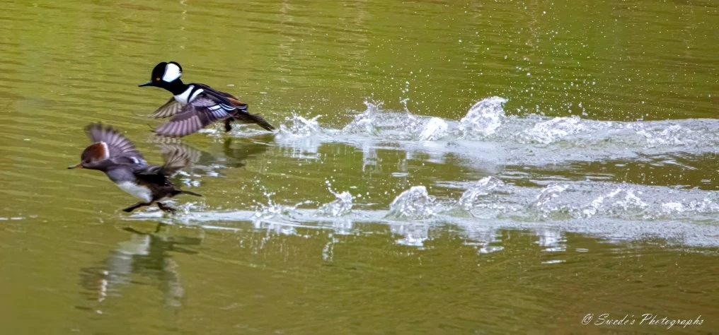 "image shows a pair of hooded mergansers taking off from the surface of a pond. The male hooded merganser, identifiable by its striking black and white plumage and distinctive crest, is in the background, while the female, with more subdued brown and gray coloring, is in the foreground. Both birds are in mid-flight, with their wings extended and their feet just above the water, creating splashes and ripples on the pond's surface. The water is calm, reflecting the birds and their movement. The image captures the dynamic motion and grace of these waterfowl as they take off, making it an interesting and visually appealing photograph." - Copilot