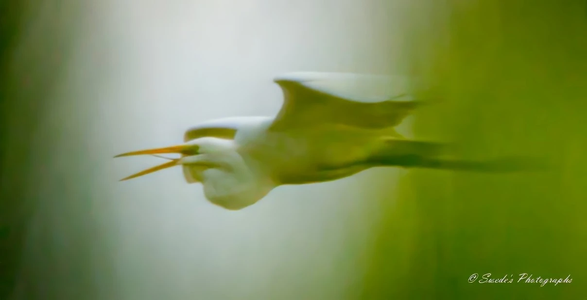 A faint image captures a great white egret soaring from right to left, glimpsed through a green haze between two pine twiglets. The egret's long, yellow beak is open, revealing something thin and elongated—possibly its tongue. Its enormous wings are spread wide, billowing as if caught in the wind. The bird's long, dark legs dangle gracefully behind.
