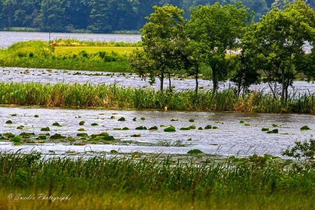 "The image shows a scenic view of the Red River near Pineville, Louisiana. The foreground features a variety of grasses and reeds growing along the riverbank. The middle ground includes a section of the river with lily pads and other aquatic plants floating on the water's surface. Several trees are growing along the riverbank, providing a natural border between the water and the land. In the background, there is more greenery, including a grassy area and additional trees.

The overall scene is lush and vibrant, showcasing the natural beauty of the river and its surroundings, highlighting the rich biodiversity and tranquil environment." - Copilot