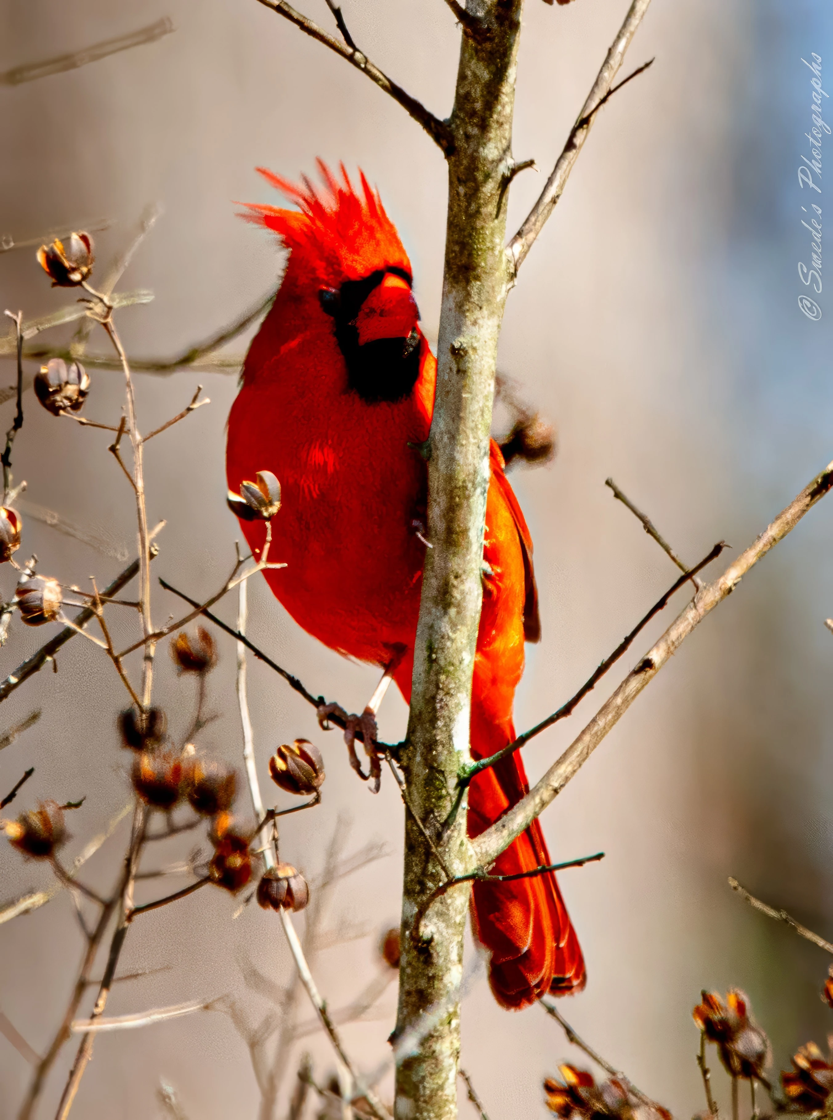 This image shows a vibrant red cardinal perched on a tree branch. The cardinal's crest is notably disheveled, giving it a unique and striking appearance. The bird is positioned against a blurred background, which helps to highlight its bright red feathers and the details of the tree branches and dried seed pods around it. The image is interesting because it captures the cardinal in a natural setting with a distinctive and somewhat unusual look due to its ruffled crest.