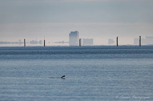 City on the Horizon

"The image captures a serene body of water with a distant cityscape visible on the horizon. Several poles protrude from the water, and a few birds are perched on them. In the foreground, a fish is caught jumping above the water's surface. The scene exudes calm and tranquility with a soft, hazy atmosphere that slightly blurs the distant buildings. The photograph is signed "© Swede's Photographs" in the bottom right corner." - Copilot with edits