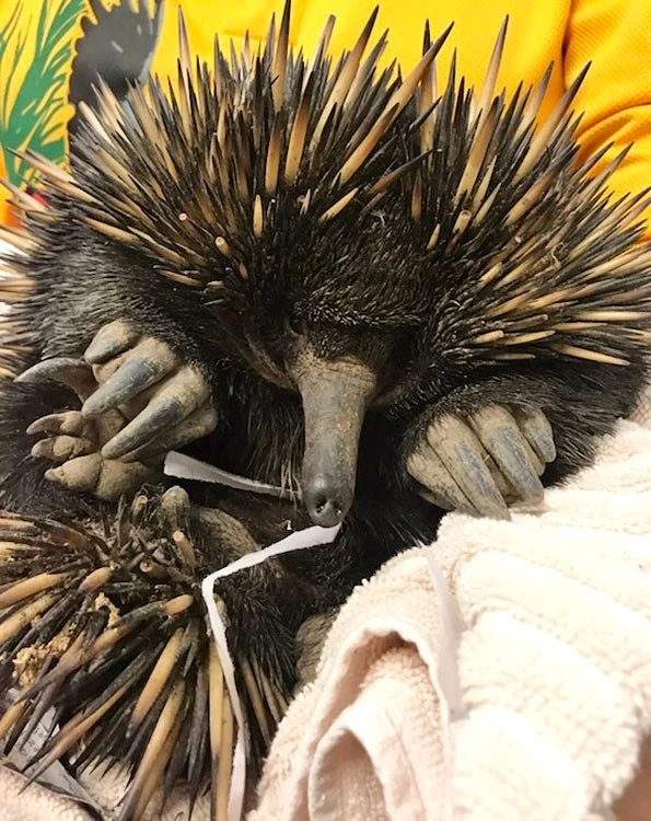 IMG_6179-Echidna-o(1)