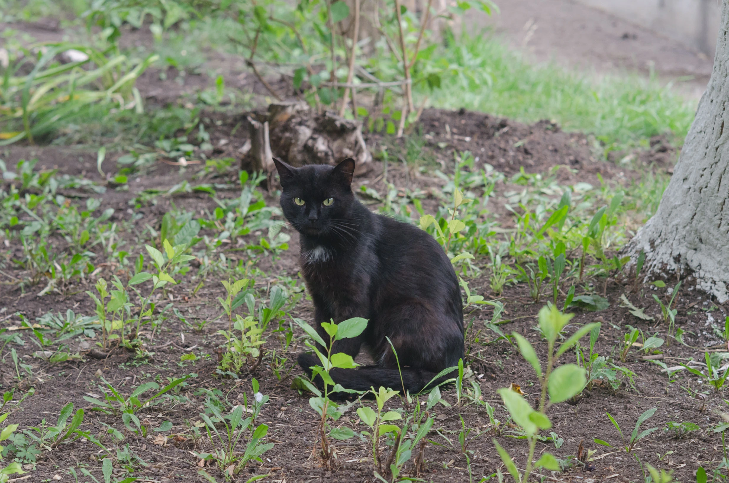 Black cat in sparse grass near a tree