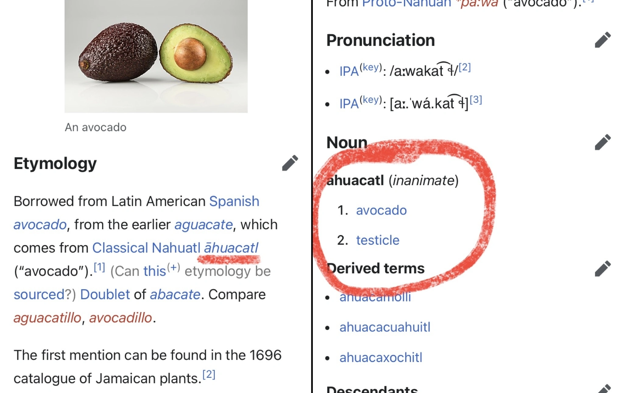 Two screenshots from Wiktionary, explaining that avocado is derived from the Classical Nahuatl word, "āhuacatl", which also translates to "testicle".