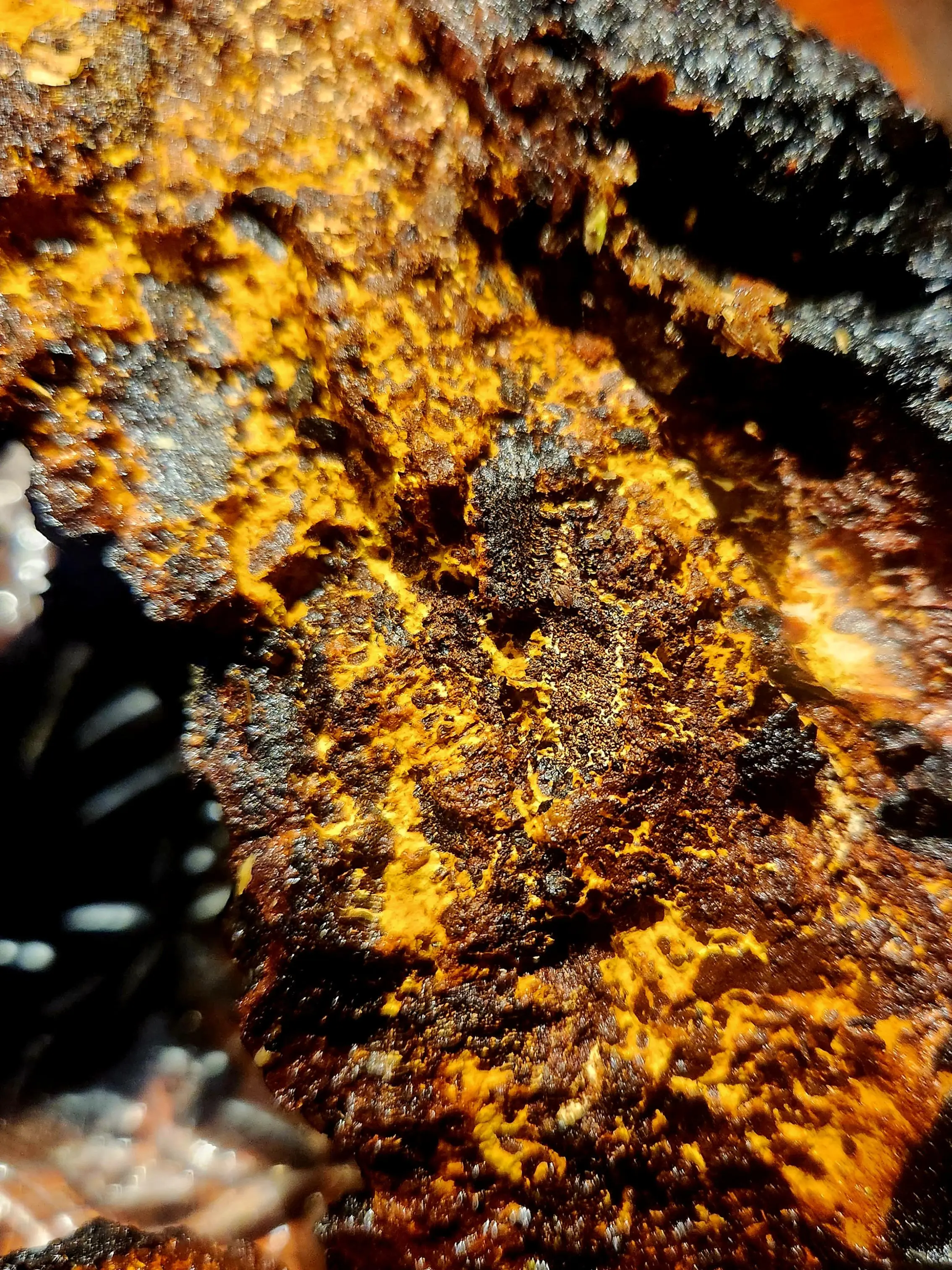 Harvested chaga