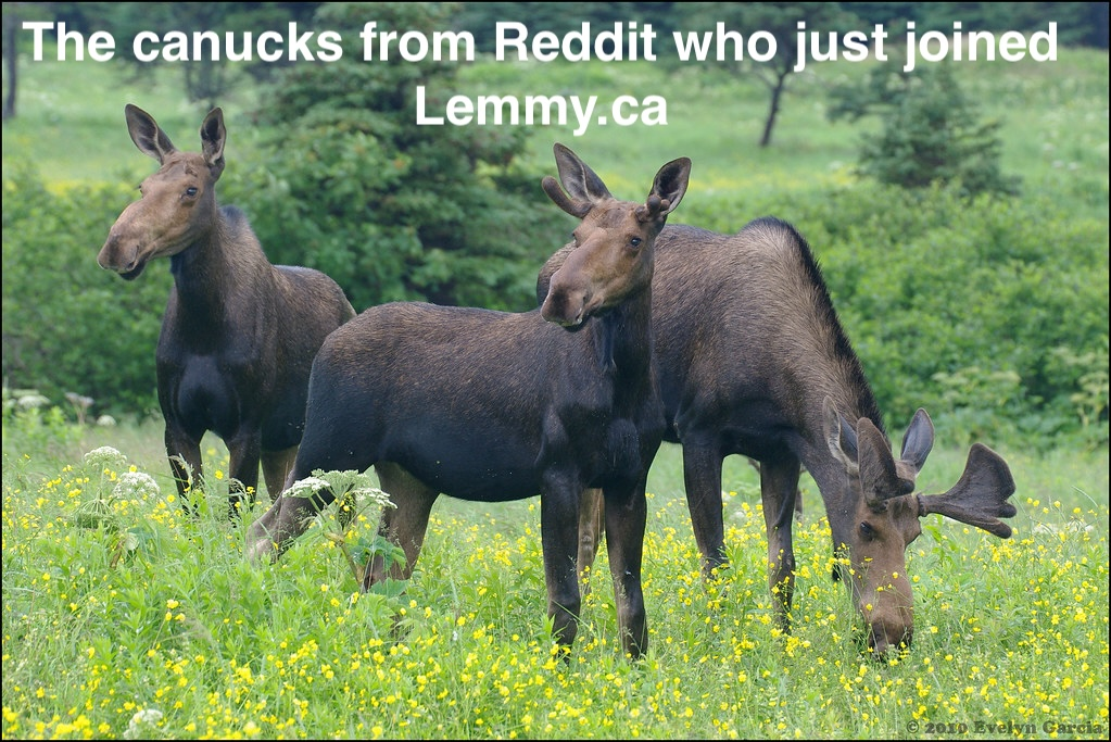 Group of Moose in grasslands with yellow flowers "Lemmy.ca"