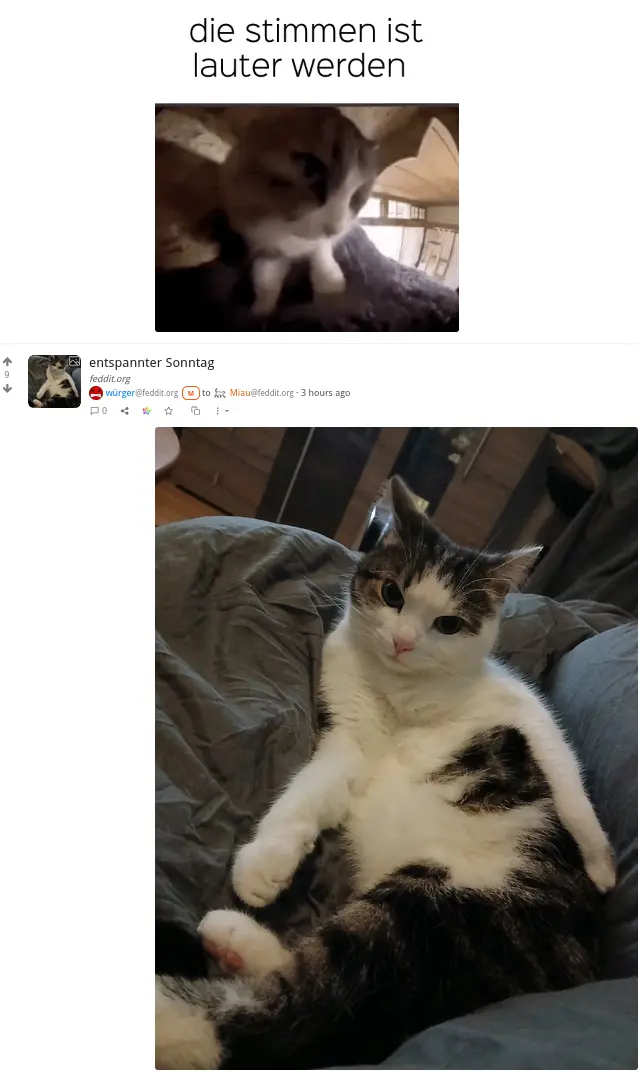 Screenshot of a Lemmy feed with this post followed by another picture of a similar looking cat, which is totally relaxed.