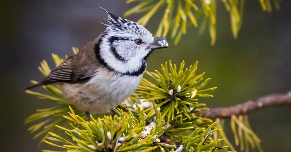 crested-tit