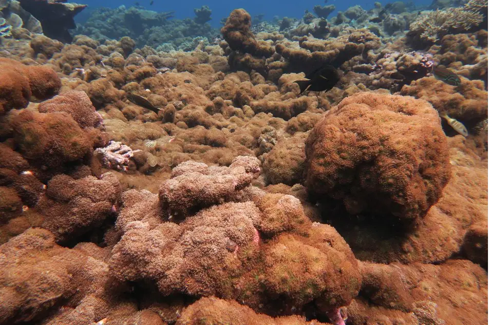 a fuzzy brown sea anemone cover the coral