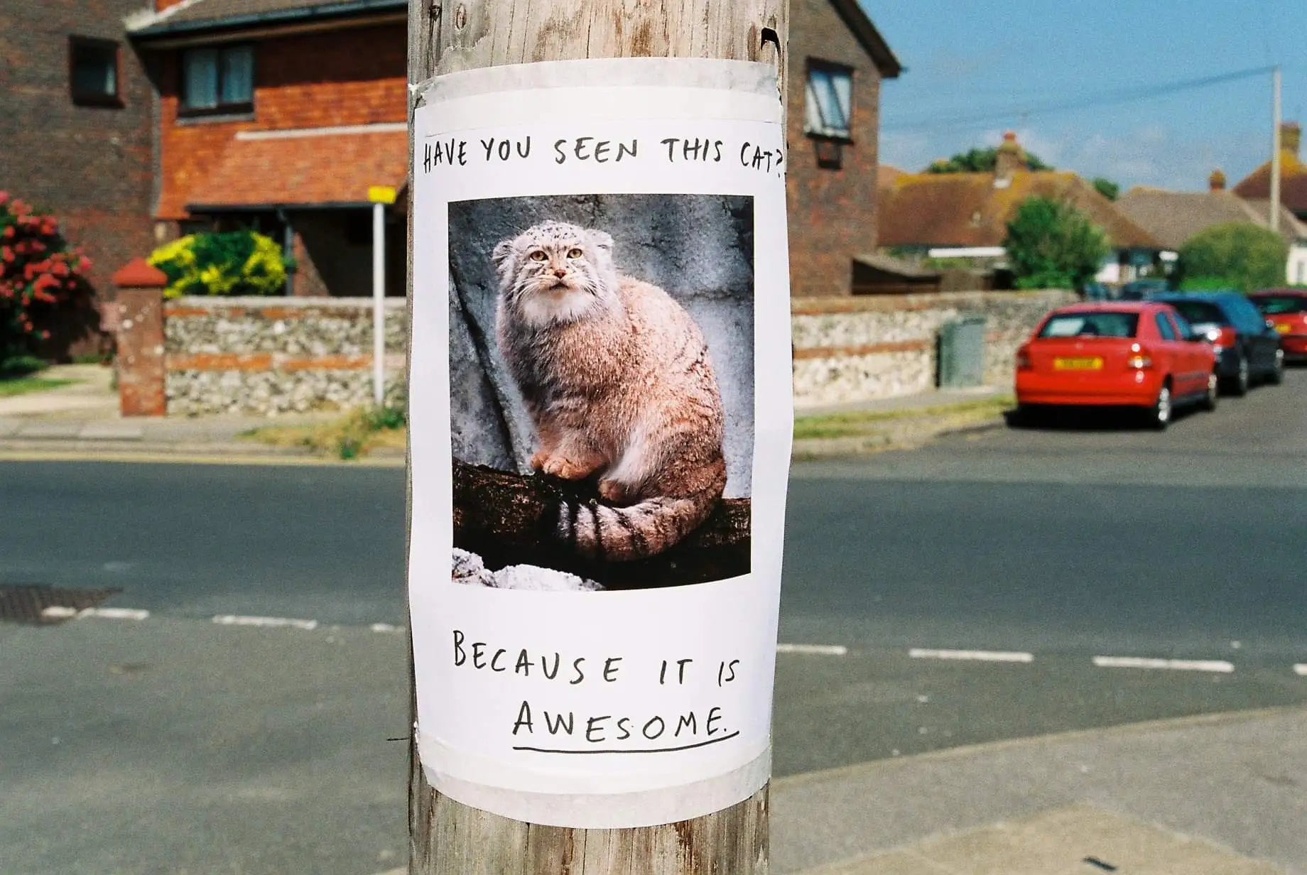 Poster stuck to a lamp post. 

It features a photo of a pretty dope looking cat and reads;

“Have you seen this cat?
Because it’s awesome”