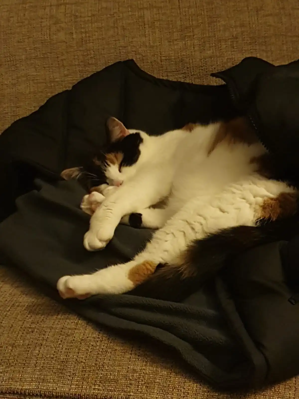 Cat sleeping in coat