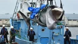 West Africa's endorsement of commercial whaling alarms green groups