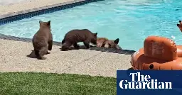 Family of bears cool off in California pool: ‘They can take a dip whenever’
