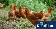 ‘They’re out of control’: flock of 100 feral chickens torments village