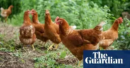 ‘They’re out of control’: flock of 100 feral chickens torments village