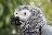 AfricanGrey