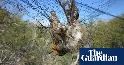 More than 400,000 songbirds killed by organised crime in Cyprus