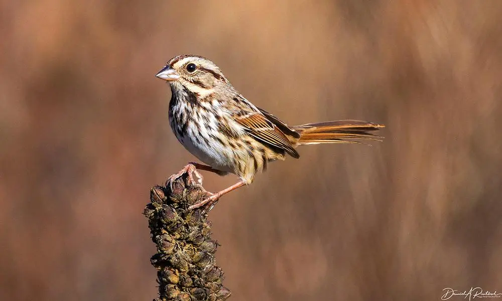 small bird with white/black streaky underside, rufous on wings and tail, and striped head, perched on a mullein seedhead