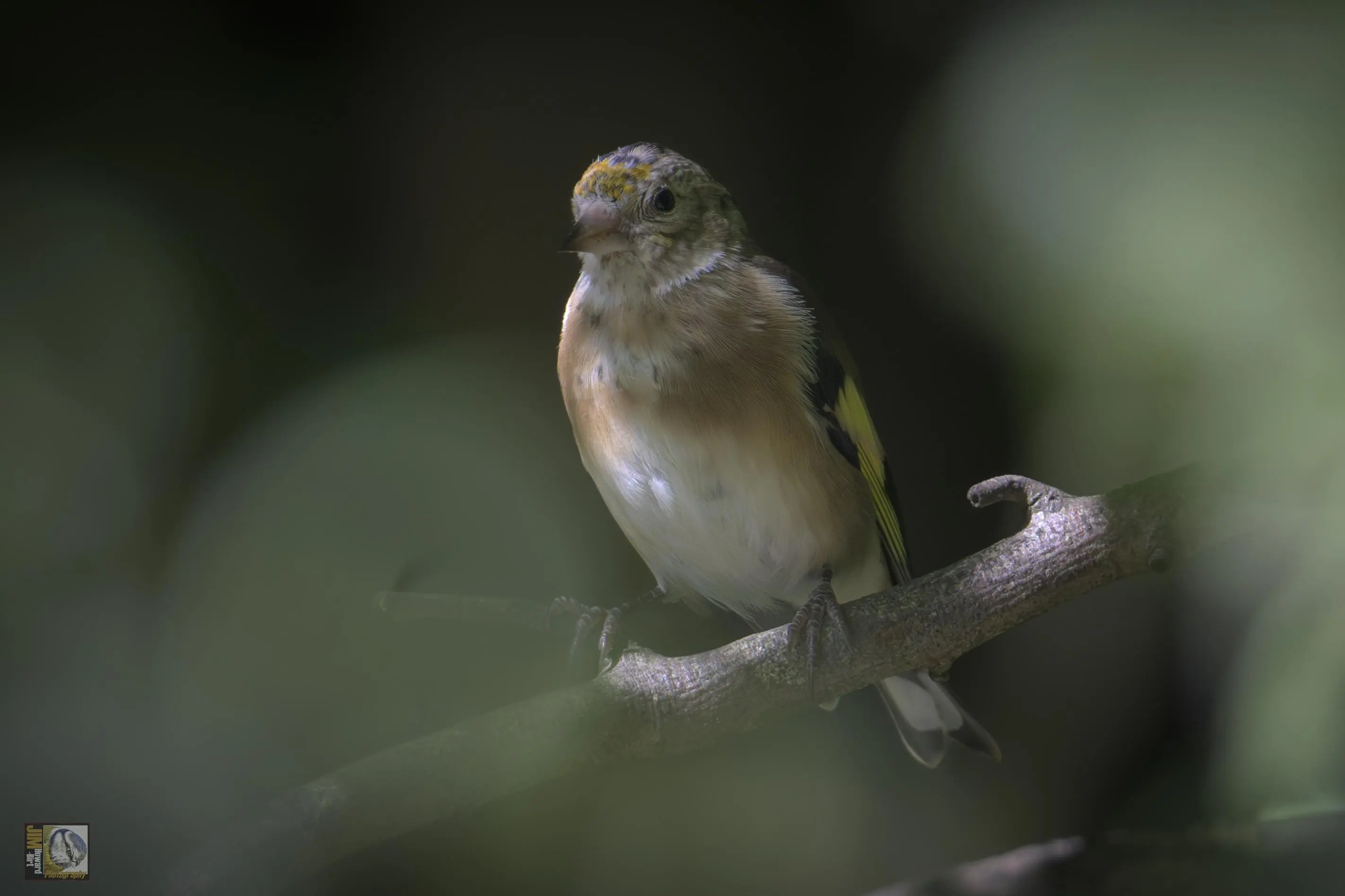 A young goldfinch perched on a branch