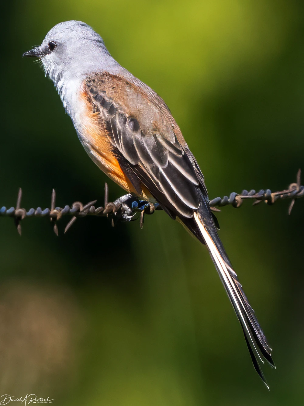 Long-tailed bird with gray head, rusty gray-brown back, white underside and salmon-pink flanks, perched on a rusty barbed wire strand