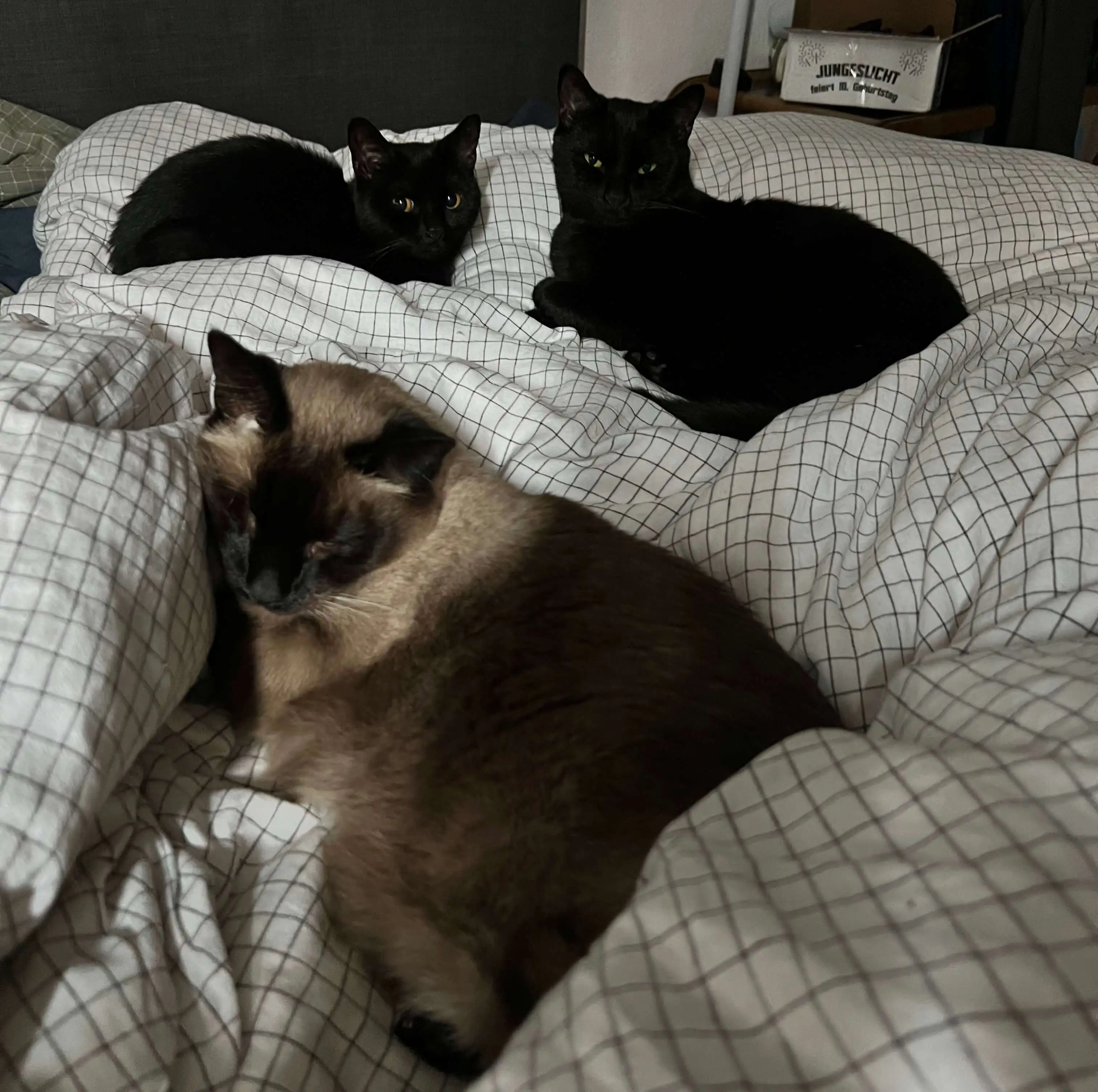 Kagi (Siamese), Orpheus (Big Black Cat) and Onyx (Smol Black Cat)
