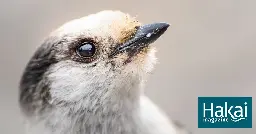 The Naturalist and the Wonderful, Lovable, So Good, Very Bold Jay | Hakai Magazine