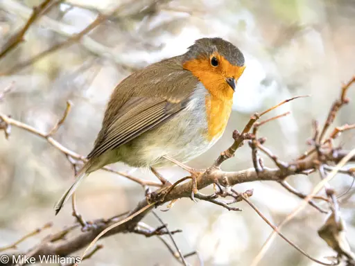 A European Robin perched on a branch